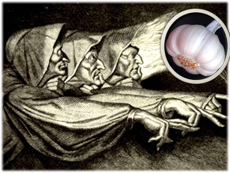 Ajo propiedades magicas y deproteccion propiedades curativas del ajo ajo plata magiaca plantas magicas wiki oculta orden de la serpiente.jpg
