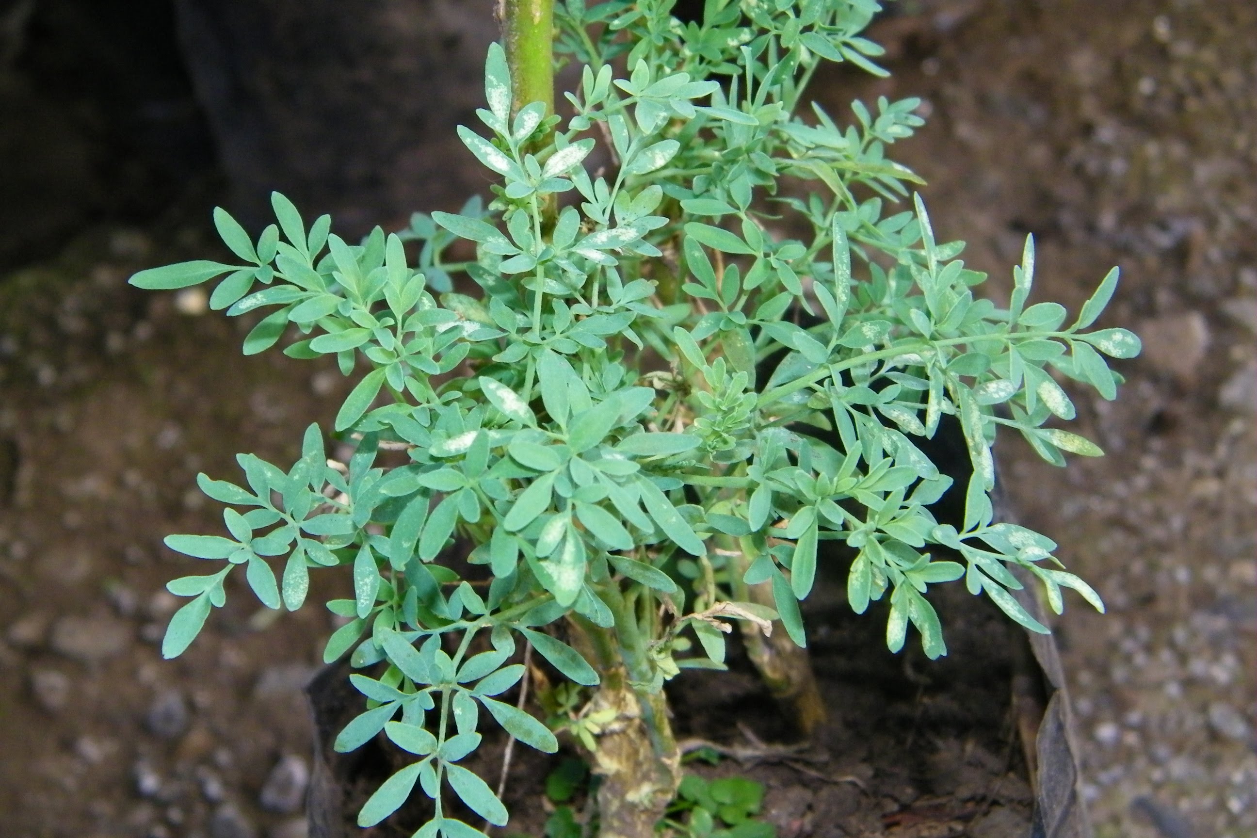 Ruda como usar la ruda rituales con ruda baños de ruda ruda para el amor ruda paa el dinero ruda para proteccion plantas mágicas ruda beneficios wiki oculta orden de la serpiente.jpg