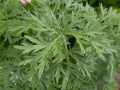 Artemisa planta magica propiedades de la artemisa plantas magicas artenisa wiki oculta orden de la serpiente.jpg