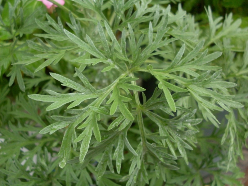 Archivo:Artemisa planta magica propiedades de la artemisa plantas magicas artenisa wiki oculta orden de la serpiente.jpg