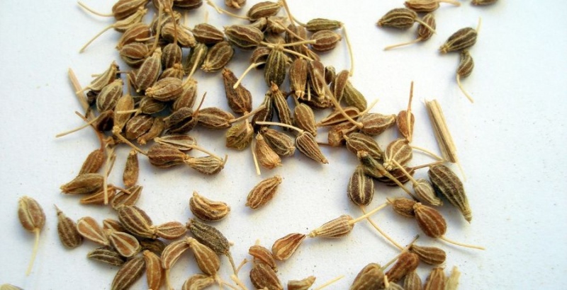 Archivo:Anis uso medicinal anis magico plantas magicas quemar anis incienso de anis anis para proteccion anis en ritual magico wiki oculta orden de la serpiente.jpg