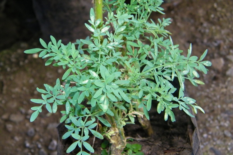 Archivo:Ruda como usar la ruda rituales con ruda baños de ruda ruda para el amor ruda paa el dinero ruda para proteccion plantas mágicas ruda beneficios wiki oculta orden de la serpiente.jpg