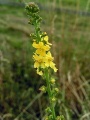Agrimoria propiedades magias, plantas mágicas agrimoria, uso dela agrimoria, quemar agrimoria para la proteccion, plantas y sus usos wiki oculta orden de la serpiente.jpg
